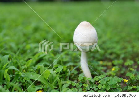 公園裡的白色蘑菇 公園裡的白色蘑菇 140993060