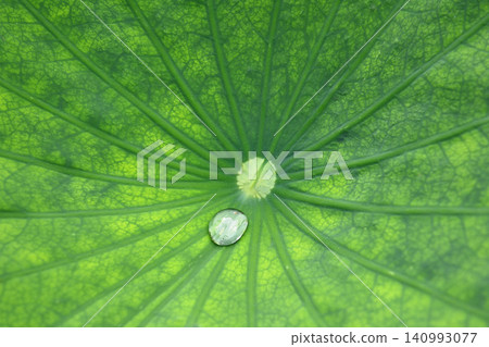 蓮花葉子和水滴 蓮花葉子和水滴 140993077