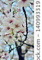 Close-up of full bloom cherry blossoms 140993319