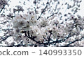 Cherry blossoms in full bloom 140993350
