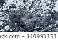 Spring cherry blossoms and a monochrome aesthetic 140993353