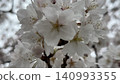 Close-up of full bloom cherry blossoms 140993355