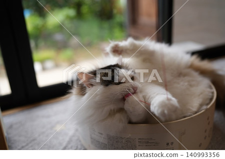 Cat playing with a cat-brat Cat playing with a cat-brat 140993356