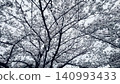 Cherry blossoms in full bloom and the silhouette of their branches 140993433