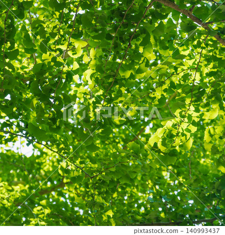 A forest in the season of fresh greenery; ginkgo leaves gleam in the sunlight 01 A forest in the season of fresh greenery; ginkgo leaves gleam in the sunlight 01 140993437