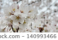 Close-up of full bloom cherry blossoms 140993466