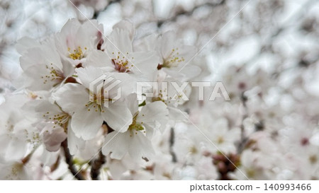 Close-up of full bloom cherry blossoms Close-up of full bloom cherry blossoms 140993466