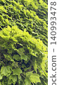 Vibrant green ivy covers the wall 140993478
