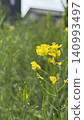 Spring rape blossoms 140993497