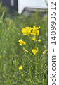 Spring rape blossoms: Close-up 140993512