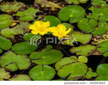Yellow flowers of the water lily blooming in the pond Yellow flowers of the water lily blooming in the pond 140993665