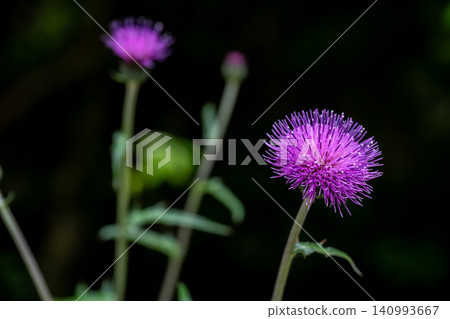 Wild thistle flowers blooming in the dark shade Wild thistle flowers blooming in the dark shade 140993667