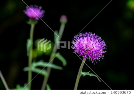 野薊花在陰涼處盛開 野薊花在陰涼處盛開 140993670