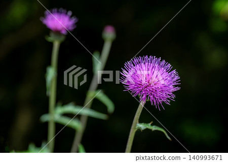 Wild thistle flowers blooming in the dark shade Wild thistle flowers blooming in the dark shade 140993671
