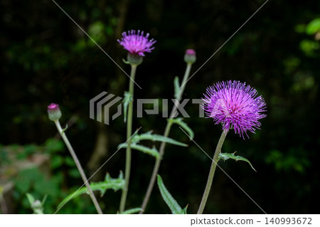 Wild thistle flowers blooming in the dark shade Wild thistle flowers blooming in the dark shade 140993672