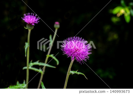 野薊花在陰涼處盛開 野薊花在陰涼處盛開 140993673