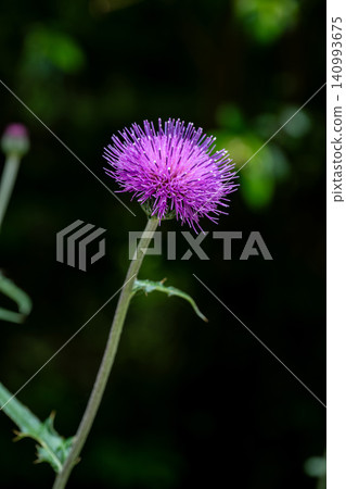Wild thistle flowers blooming in the dark shade Wild thistle flowers blooming in the dark shade 140993675