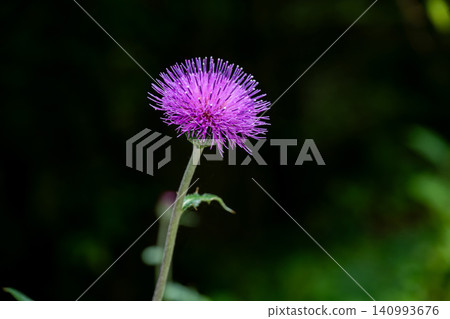 Wild thistle flowers blooming in the dark shade Wild thistle flowers blooming in the dark shade 140993676