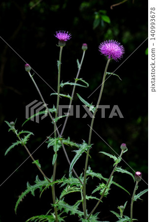 野薊花在陰涼處盛開 野薊花在陰涼處盛開 140993678