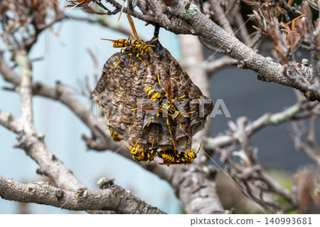A nest of yellow-legged paper wasps in a dead pine tree 140993681