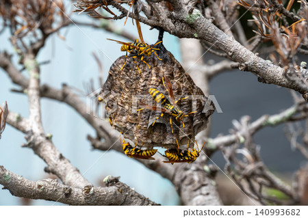 A nest of yellow-legged paper wasps in a dead pine tree A nest of yellow-legged paper wasps in a dead pine tree 140993682