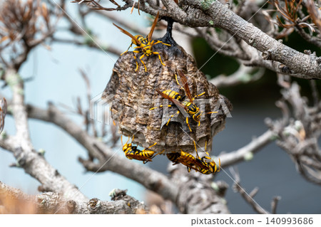 A nest of yellow-legged paper wasps in a dead pine tree A nest of yellow-legged paper wasps in a dead pine tree 140993686