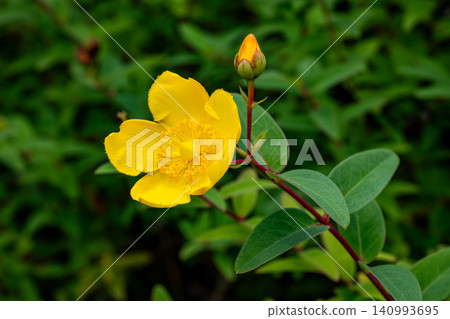 Yellow flowers of Quincebai Yellow flowers of Quincebai 140993695