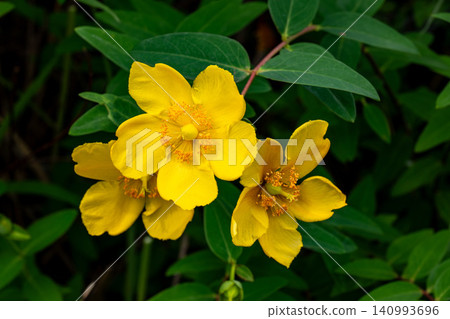 Yellow flowers of Quincebai Yellow flowers of Quincebai 140993696