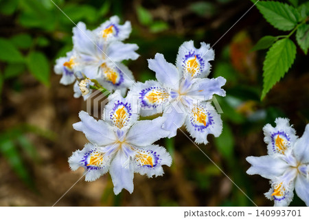 Shaga flowers in the shade Shaga flowers in the shade 140993701