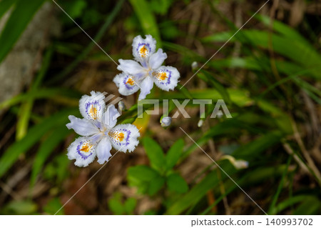 Shaga flowers in the shade Shaga flowers in the shade 140993702