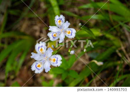 Shaga flowers in the shade Shaga flowers in the shade 140993703