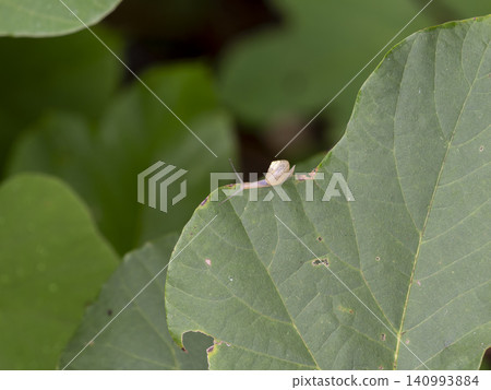 A snail crawling on a kudzu leaf A snail crawling on a kudzu leaf 140993884