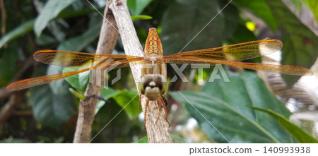 dragonfly on a tree dragonfly on a tree 140993938