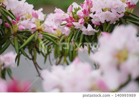 Hino Rhododendron Hino Rhododendron 140993989