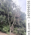 Dead tree in the park 140994036