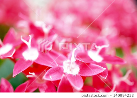 Pentas Pentas 140994238