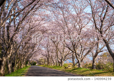 北神山花路:沿阿野川的櫻花樹(三重縣津市藝能町) 北神山花路:沿阿野川的櫻花樹(三重縣津市藝能町) 140994239