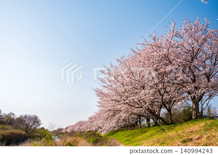 北神山花路:沿阿野川的櫻花樹(三重縣津市藝能町) 北神山花路:沿阿野川的櫻花樹(三重縣津市藝能町) 140994243