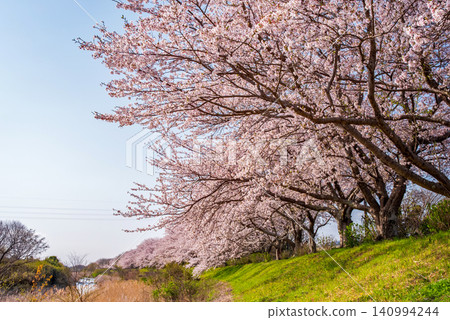 Kitakamiyama Flower Road: Cherry blossom trees along the Ano River (Geino-cho, Tsu City, Mie Prefecture) Kitakamiyama Flower Road: Cherry blossom trees along the Ano River (Geino-cho, Tsu City, Mie Prefecture) 140994244