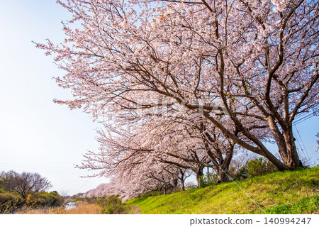 北神山花路:沿阿野川的櫻花樹(三重縣津市藝能町) 北神山花路:沿阿野川的櫻花樹(三重縣津市藝能町) 140994247