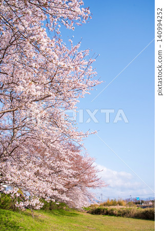 北神山花路:沿阿野川的櫻花樹(三重縣津市藝能町) 北神山花路:沿阿野川的櫻花樹(三重縣津市藝能町) 140994252