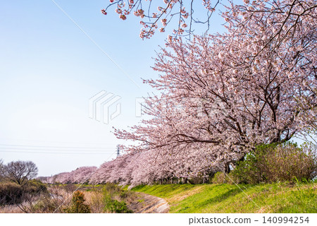 北神山花路:沿阿野川的櫻花樹(三重縣津市藝能町) 北神山花路:沿阿野川的櫻花樹(三重縣津市藝能町) 140994254