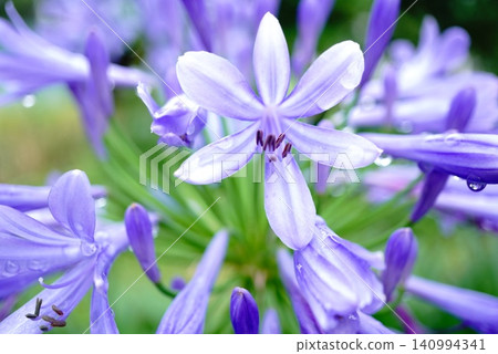Agapanthus Agapanthus 140994341