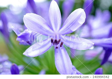  Agapanthus 140994342