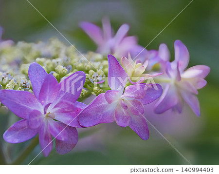 Pink mountain hydrangeas Pink mountain hydrangeas 140994403