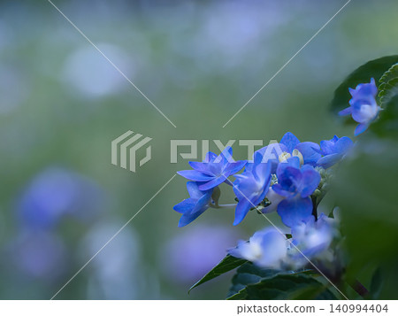Blue mountain hydrangea Blue mountain hydrangea 140994404