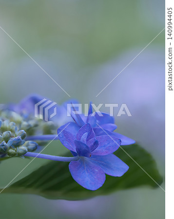 藍山繡球花 藍山繡球花 140994405