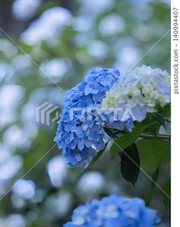 藍色繡球花 藍色繡球花 140994407