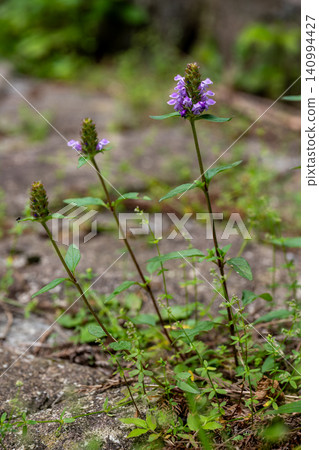Kagosou flower Kagosou flower 140994427
