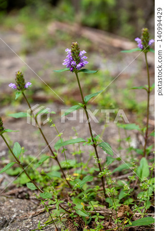 Kagosou flower Kagosou flower 140994429